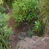 Plants: image 37 Of 208 Thumb